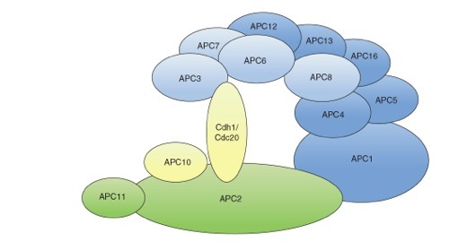 APC1